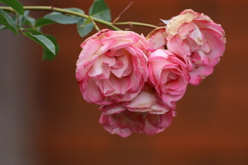 Close-up of pink roses bouquet in autumn