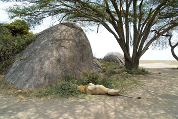 Africa, Tanzania, Segengeti, lion laying funny