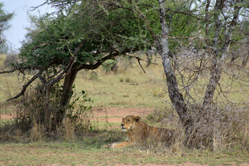  Africa, Tanzania, Segengeti, lioness relaxing