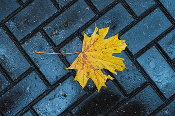 autumn leaves on the ground