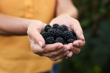 Senior woman holding ripe blackberries in garden, closeup