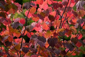 いろいろな色が美しいマルバノキの紅葉