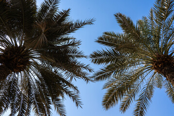 Tall palm trees reaching toward clear blue sky. Perfect for travel, tropical, or relaxation visuals. 