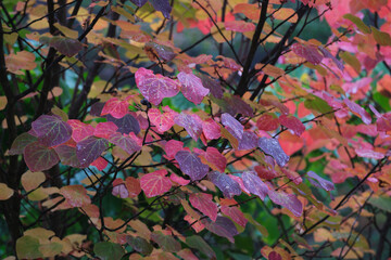 いろいろな色が美しい雨の日のマルバノキの紅葉