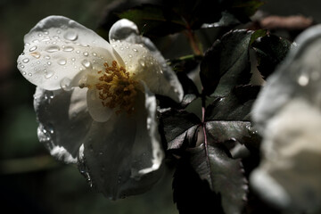 雨の中に咲く白い花のバラ