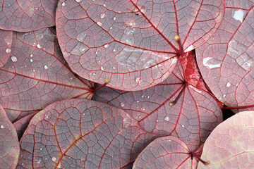 葉脈が美しい紅葉したマルバノキの落ち葉