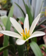 White lily flower in natural garden