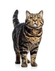 Obraz premium Full-body studio portrait of a tabby cat, looking upwards