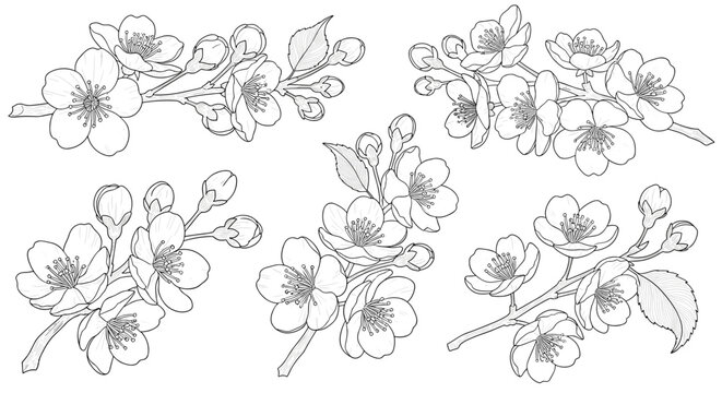Delicate spring cherry blossom branches in a detailed line art style.
