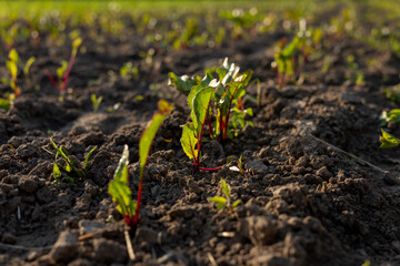 Small beet plants emerge from rich, dark soil in a farm field, showcasing vibrant green leaves and healthy growth in sunlight