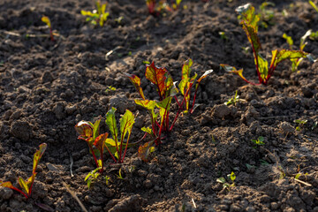Young beet plants with vibrant leaves thrive in well-tilled soil, receiving sunlight in a farm garden on a clear day