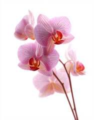 Elegant Pink Phalaenopsis Orchid Flowers High Key White Background

