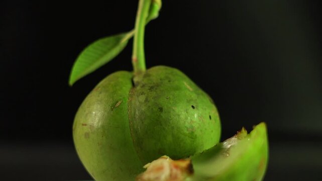 A green fruit known as Chalta or elephant apple close up view.