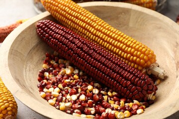 Red and yellow corn cobs with kernels in bowl on table, closeup