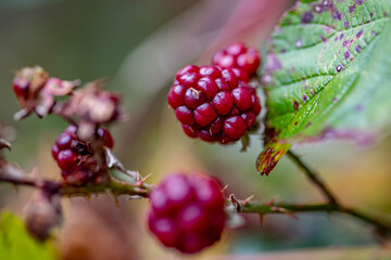 red berries on a bush