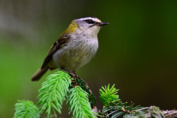 Common firecrest // Sommergoldhähnchen (Regulus ignicapilla / Regulus ignicapillus)