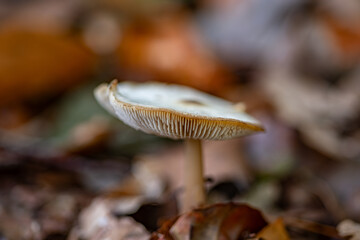 mushroom in the forest
