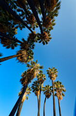 Burnt palm trees next to the Biedouw hiking trail in Western Cape, South Africa.