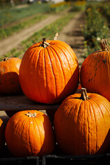 pumpkin in the field, pumpkin background, pumpkins of different sizes, Halloween background