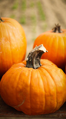 pumpkin in the field, pumpkin background, pumpkins of different sizes, Halloween background