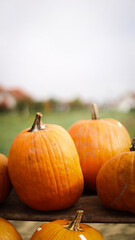 pumpkin in the field, pumpkin background, pumpkins of different sizes, Halloween background