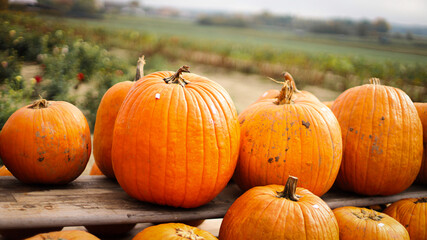 pumpkin in the field, pumpkin background, pumpkins of different sizes, Halloween background