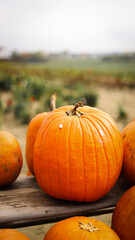 pumpkin in the field, pumpkin background, pumpkins of different sizes, Halloween background