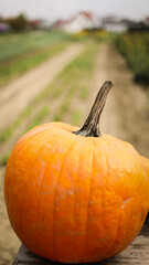 pumpkin in the field, pumpkin background, pumpkins of different sizes, Halloween background