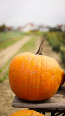pumpkin in the field, pumpkin background, pumpkins of different sizes, Halloween background