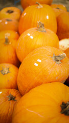pumpkin in the field, pumpkin background, pumpkins of different sizes, Halloween background