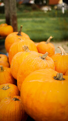 pumpkin in the field, pumpkin background, pumpkins of different sizes, Halloween background