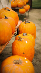 pumpkin in the field, pumpkin background, pumpkins of different sizes, Halloween background