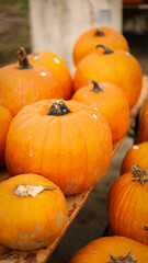 pumpkin in the field, pumpkin background, pumpkins of different sizes, Halloween background