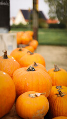 pumpkin in the field, pumpkin background, pumpkins of different sizes, Halloween background