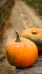 pumpkin in the field, pumpkin background, pumpkins of different sizes, Halloween background