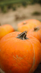 pumpkin in the field, pumpkin background, pumpkins of different sizes, Halloween background