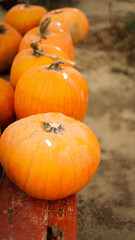 pumpkin in the field, pumpkin background, pumpkins of different sizes, Halloween background