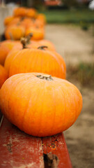 pumpkin in the field, pumpkin background, pumpkins of different sizes, Halloween background