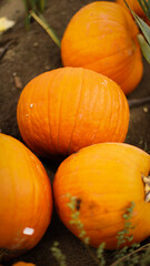 pumpkin in the field, pumpkin background, pumpkins of different sizes, Halloween background