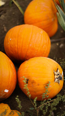 pumpkin in the field, pumpkin background, pumpkins of different sizes, Halloween background
