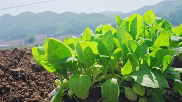 Tobacco seedlings being planted in spring