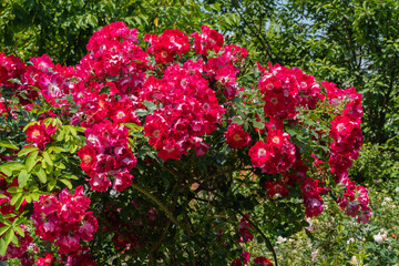 Vibrant cluster of deep red roses Dortmund Roses in full bloom, surrounded by lush green foliage, creating striking contrast in sunlit garden. Selective focus. Nature concept for design.