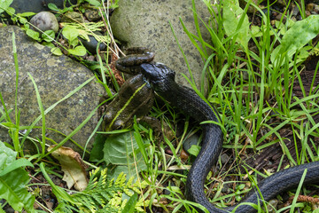 Grass snake (Natrix natrix Persa), a ringed snake or water snake, has grabbed frog by hind leg and is gliding through lush green grass near rocky area, blending in with its surroundings.