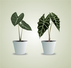 Two Alocasia Houseplants in White Pots