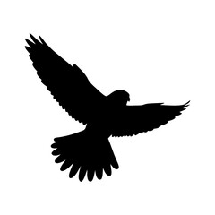 Obraz premium Falcon in flight with transparent background