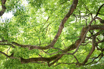 Big tree with beautiful branch shape and green leaves before autumn season at parkland in Japan. Nature scene photo.