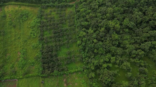 village ariel shot of mango farming trees