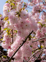 Cherry blossoms, Kanazawa, Japan, Southeast Asia