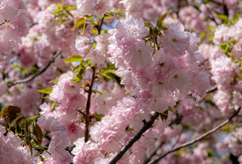 Cherry blossoms, Kanazawa, Japan, Southeast Asia