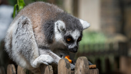 Ring-tailed Lemur Sitting on a Fence Feeding